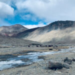 Wild Tanglang La (image by Mike Watson)