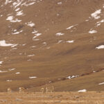  The gorgeous Tibetan Gazelle, one of India’s most endangered mammals, down to double figures now (image by Mike Watson)