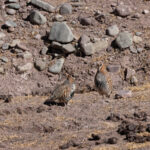  Tibetan Partridges in the Shang Valley (image by Mike Watson)