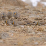 A small flock of Tibetan Sandgrouse feeding at 5330m altitude (image by Mike Watson)