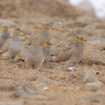  On the ground, a flock of Tibetan Sandgrouse are remarkably well camouflaged (image by Mike Watson)