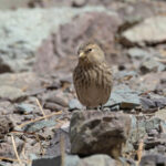  Twite (image by Mike Watson)