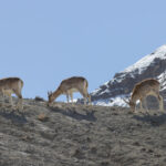  Ladakh Urial (image by Mike Watson)