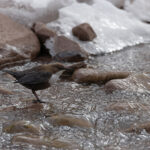  White-throated Dipper, Shang Valley (image by Mike Watson)