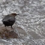  White-throated Dipper (image by Mike Watson)
