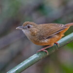 Abbot's Babbler (image by Pete Morris)