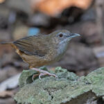 Abbot's Babbler (image by Pete Morris)