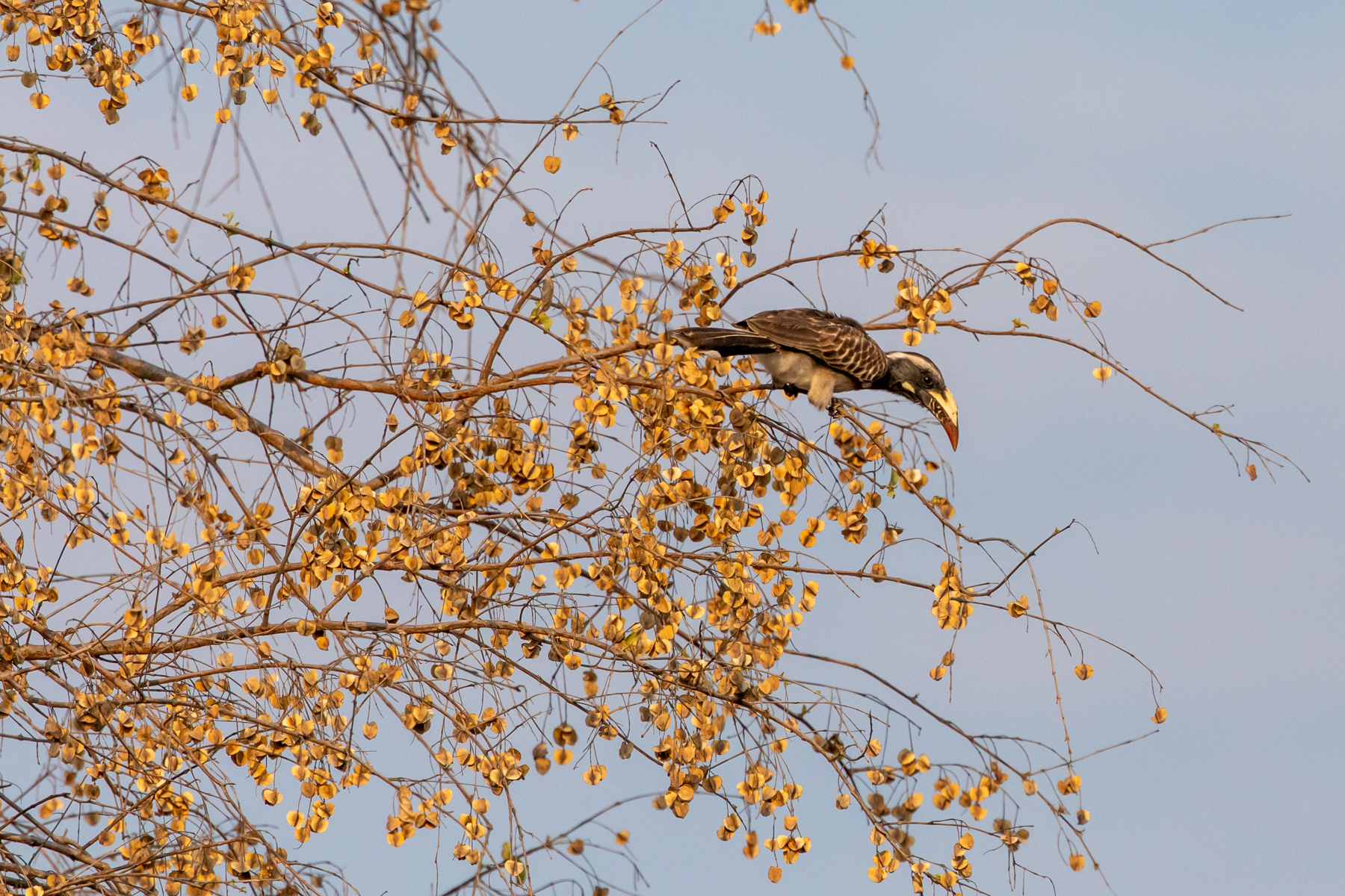 African Grey Hornbill (image by Inger Vandyke)