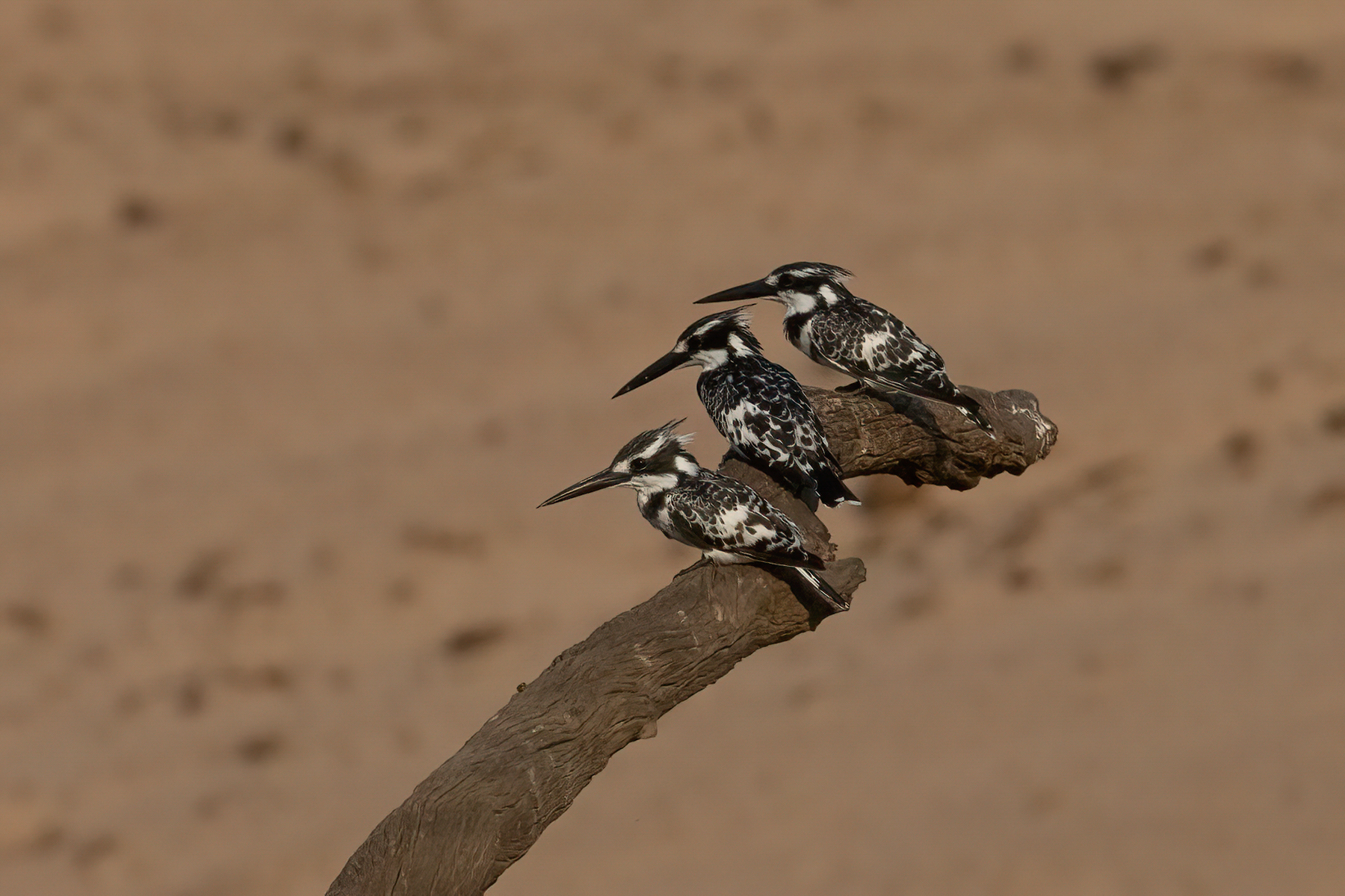 A trio of African Pied Kingfishers take a break between fishing (image by Inger Vandyke)