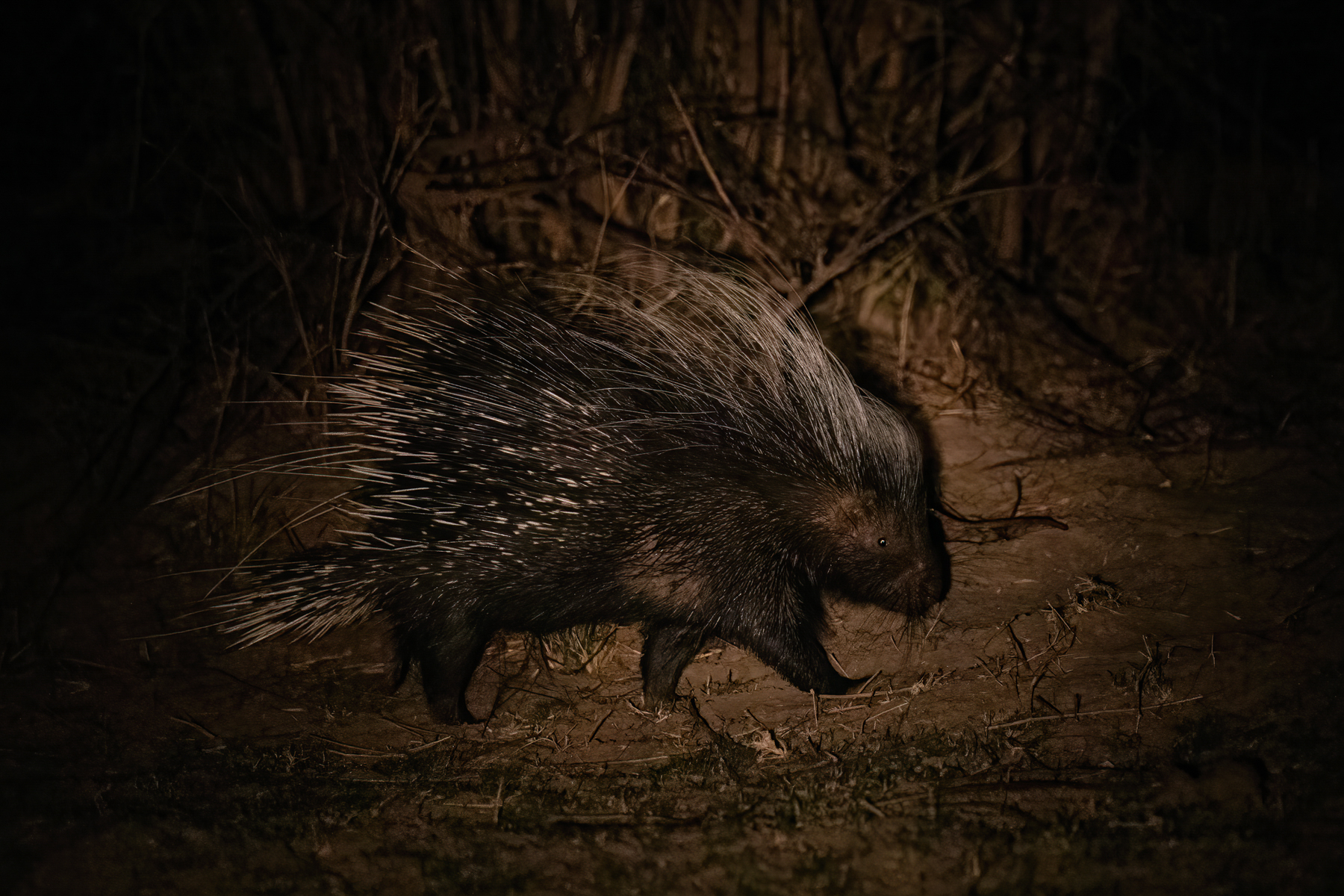 African Porcupine on a night safari in South Luangwa (image by Inger Vandyke)