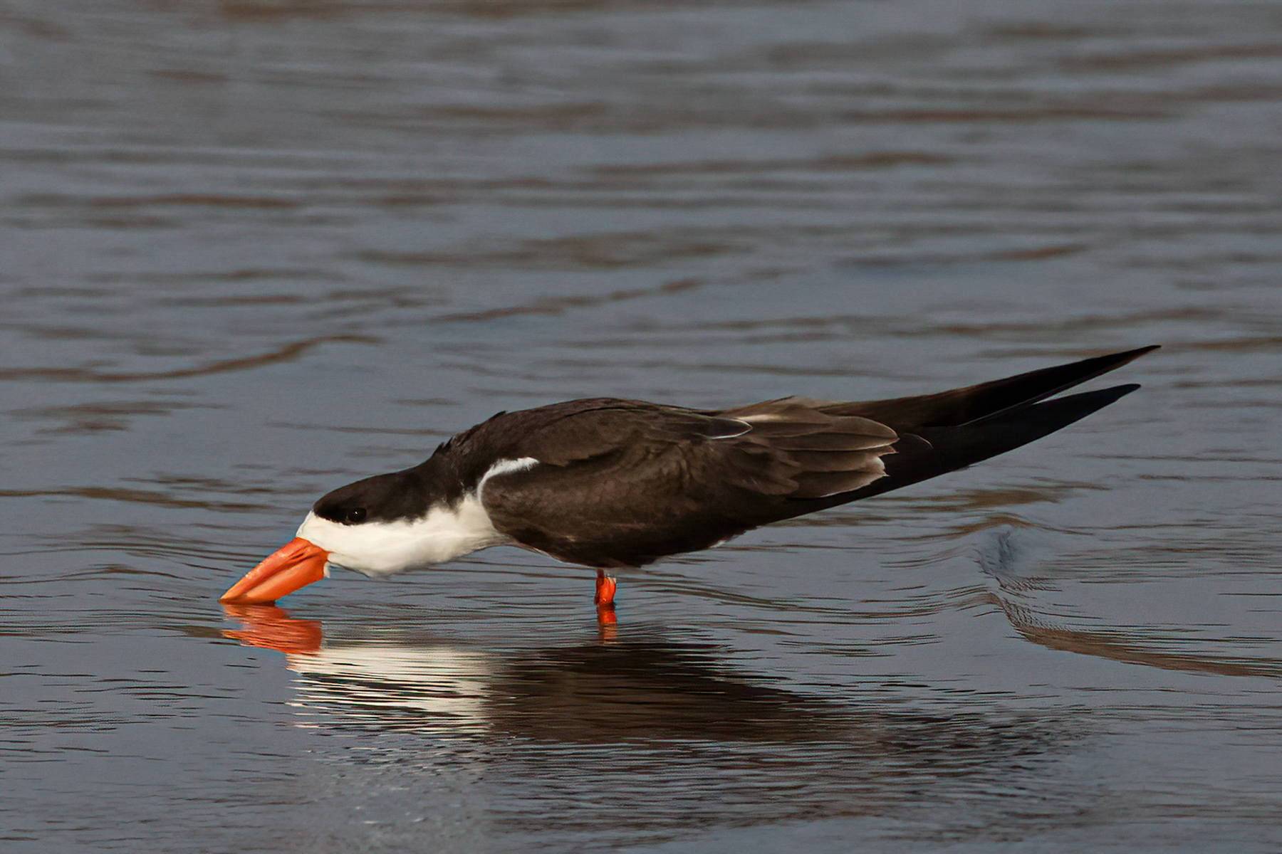 An African Skimmer taking a drink in the river (image by Inger Vandyke)