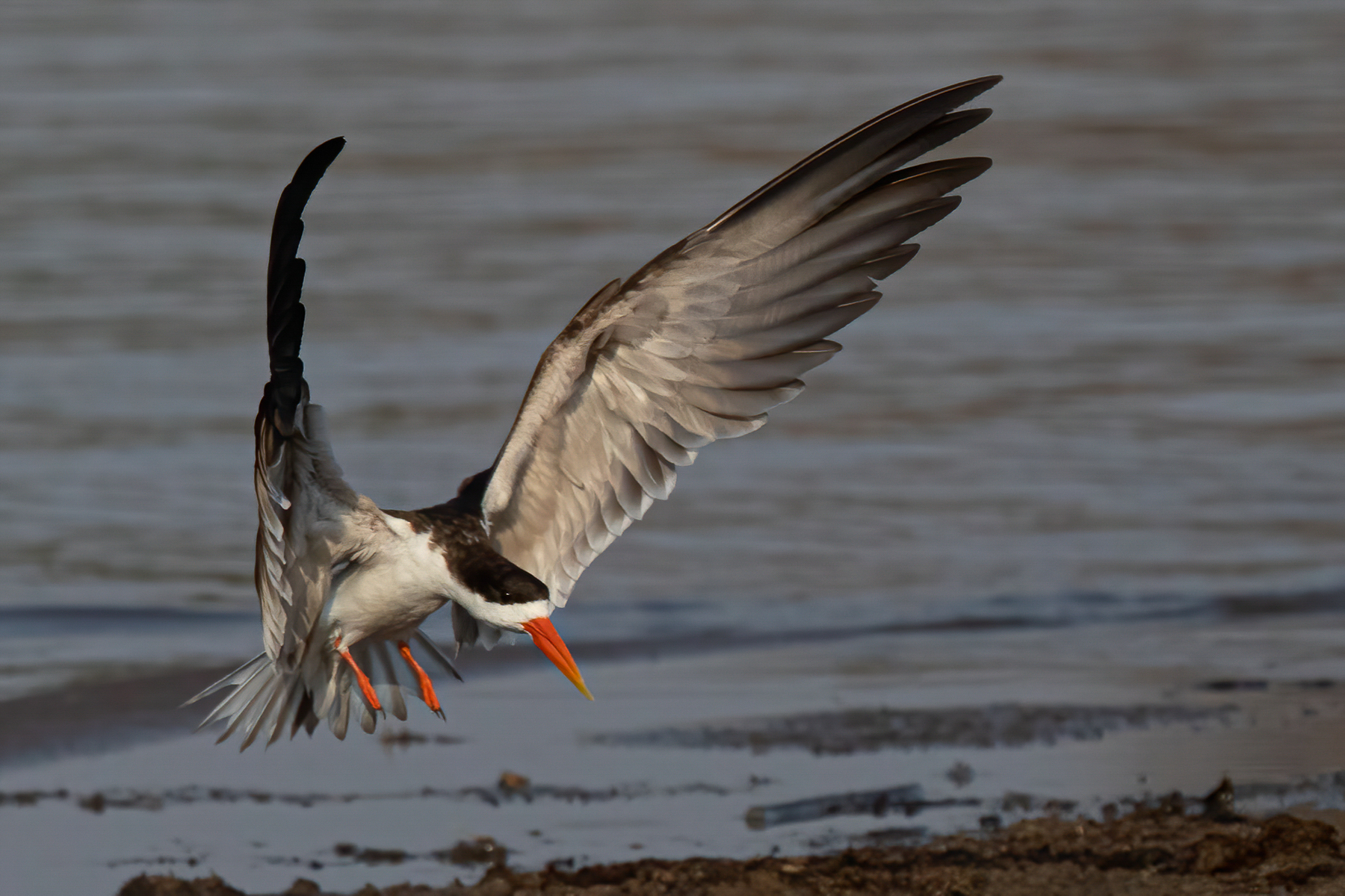 An African Skimmer comes into land on the shore of the Luangwa River (image by Inger Vandyke)