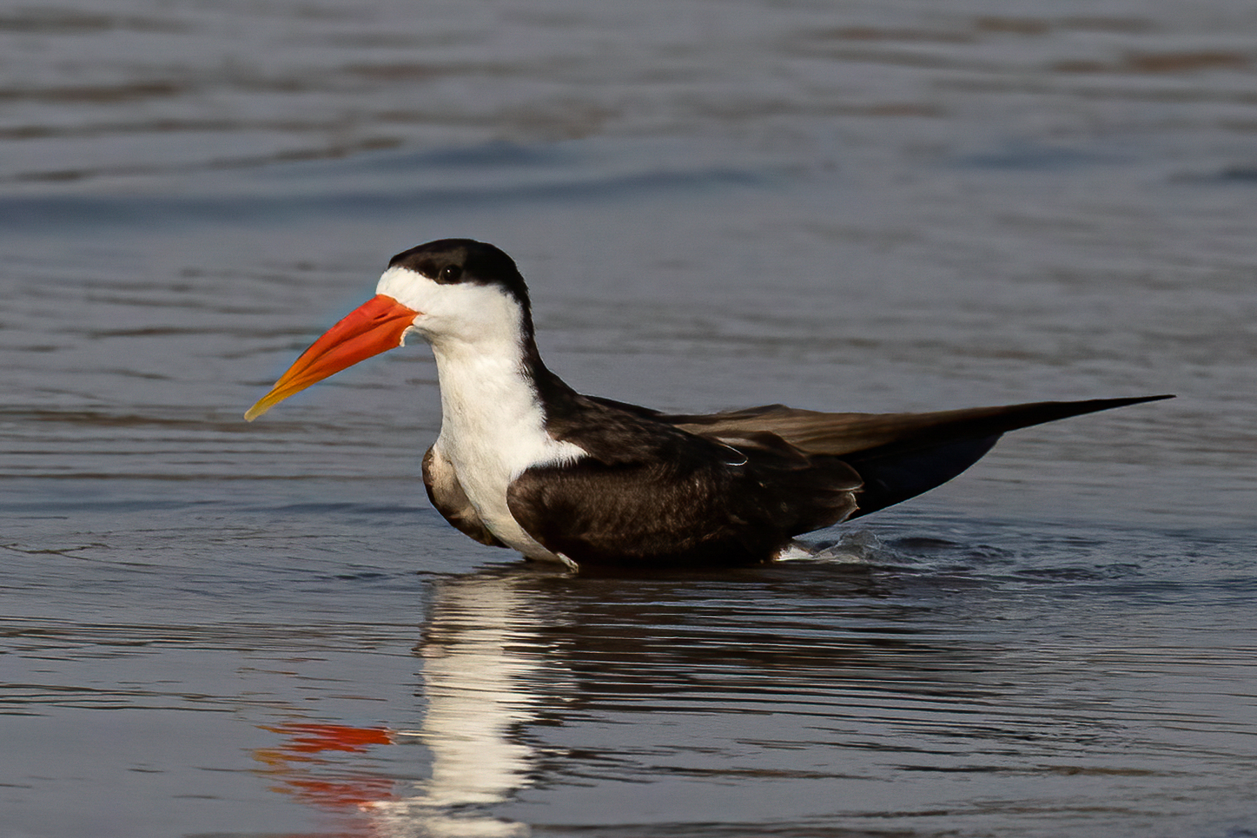 Reflections of an African Skimmer (image by Inger Vandyke)