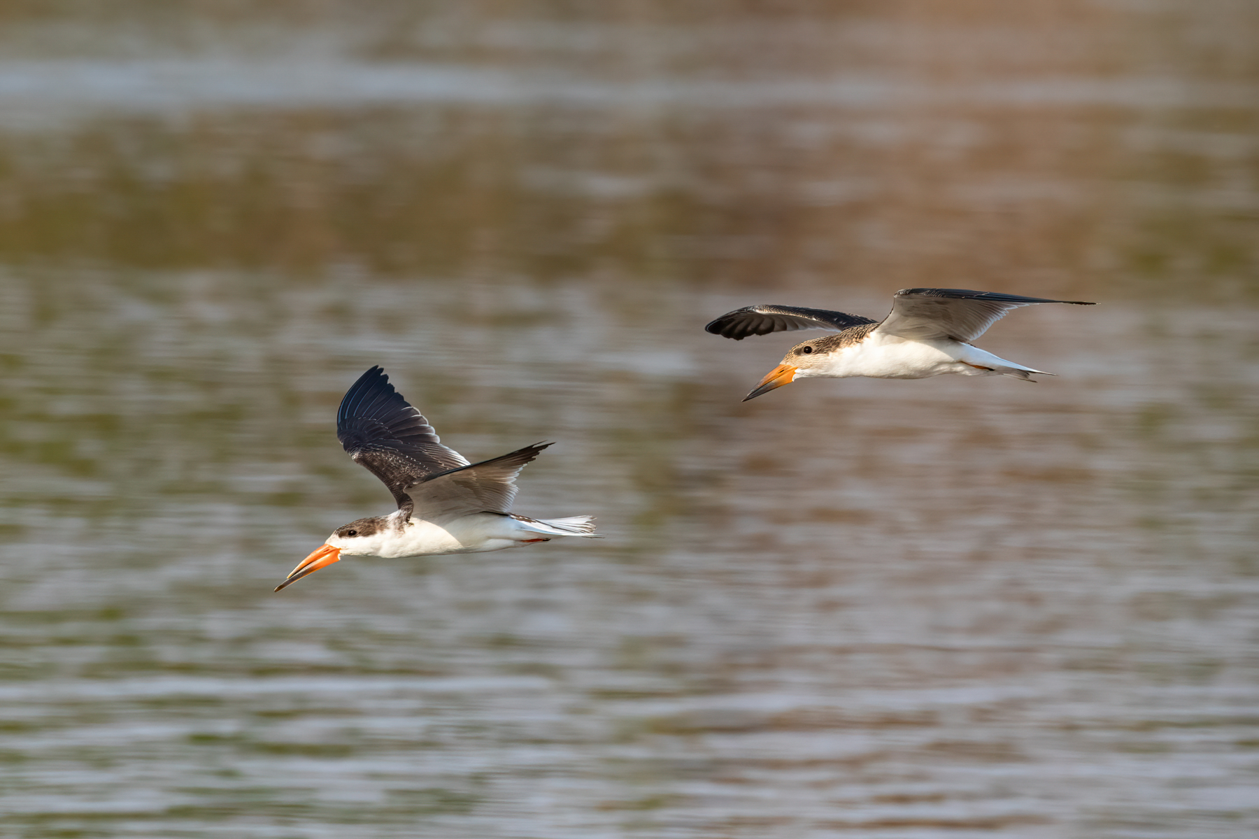 A pair of African Skimmers in flight over the Luangwa River (image by Inger Vandyke)