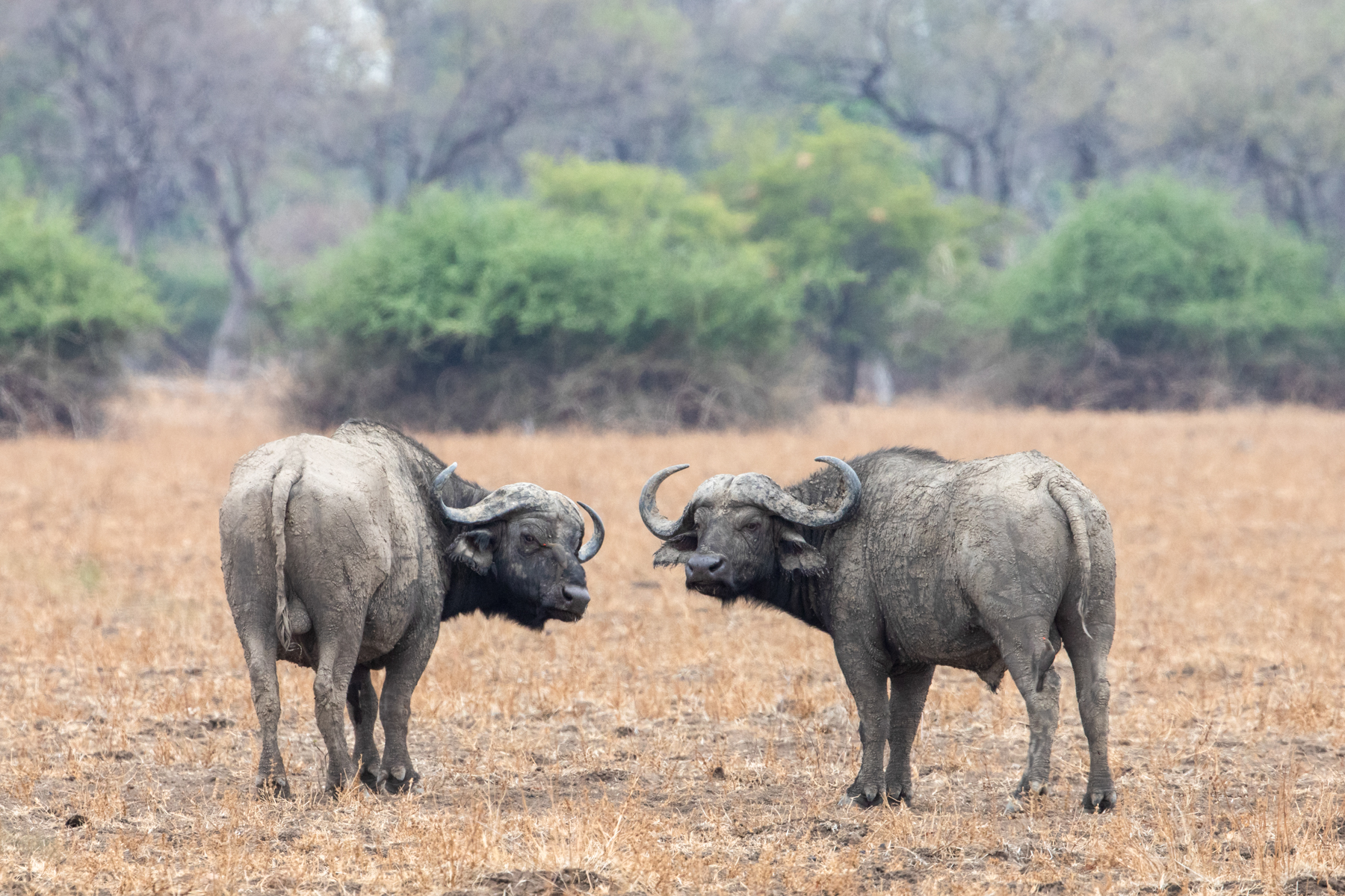 A pair of elderly male African buffalos (image by Inger Vandyke)
