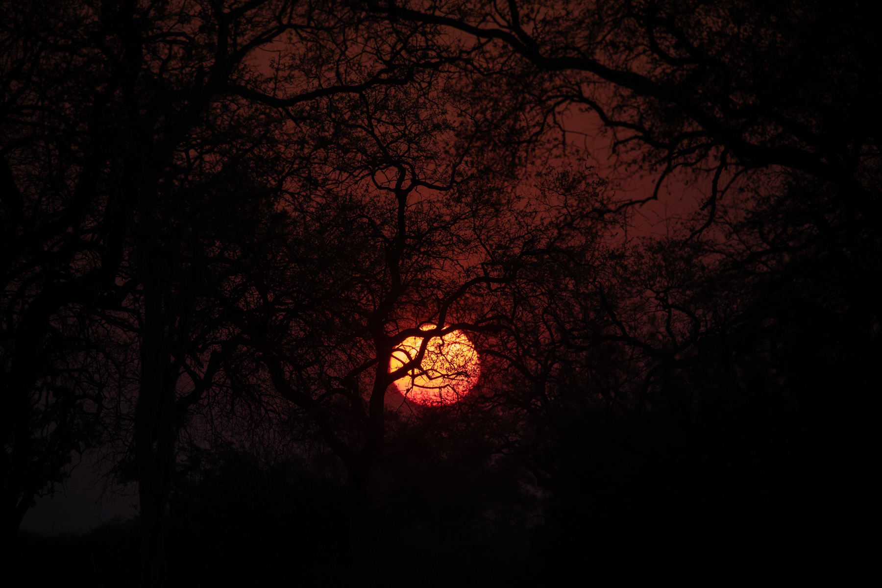 The orange glow of the setting sun, through the woodland bushes of South Luangwa (image by Inger Vandyke)