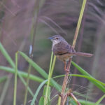 Annam Prinia (image by Pete Morris)