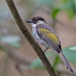 Ashy Bulbul (image by Pete Morris)