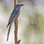 Ashy Drongo (image by Pete Morris)