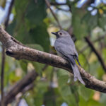 Ashy Drongo (White-faced) (image by Pete Morris)