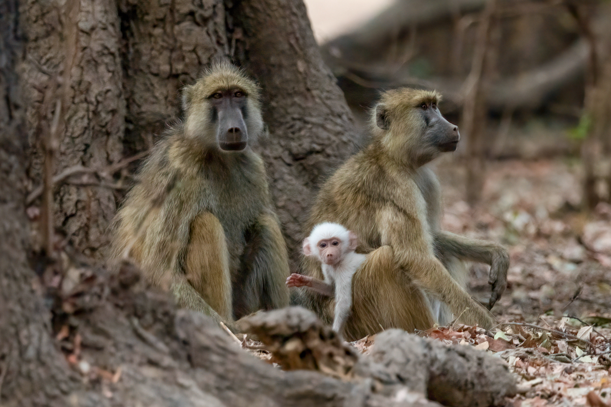 A Yellow Baboon with its leucistic baby. Leucism is a strong feature of South Luangwa's Yellow Baboons and it's quite common to see white ones (image by Inger Vandyke)