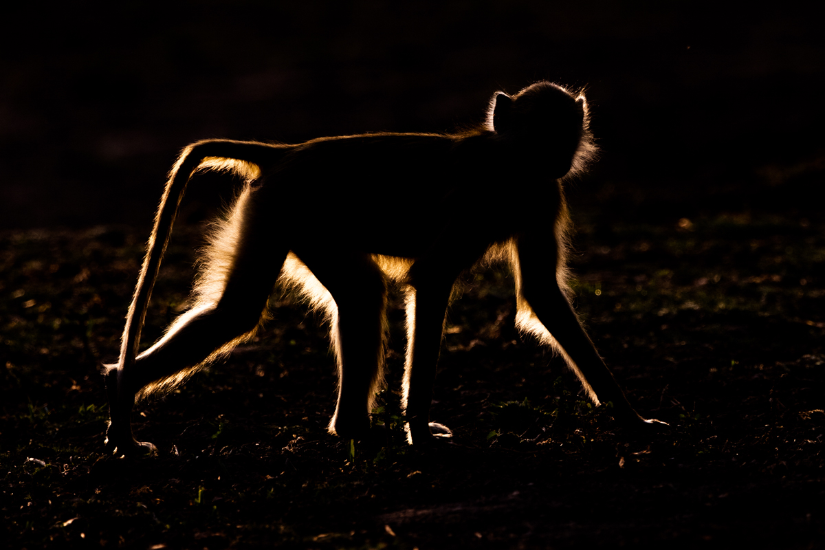 Silhouette of a Yellow Baboon (image by Inger Vandyke)
