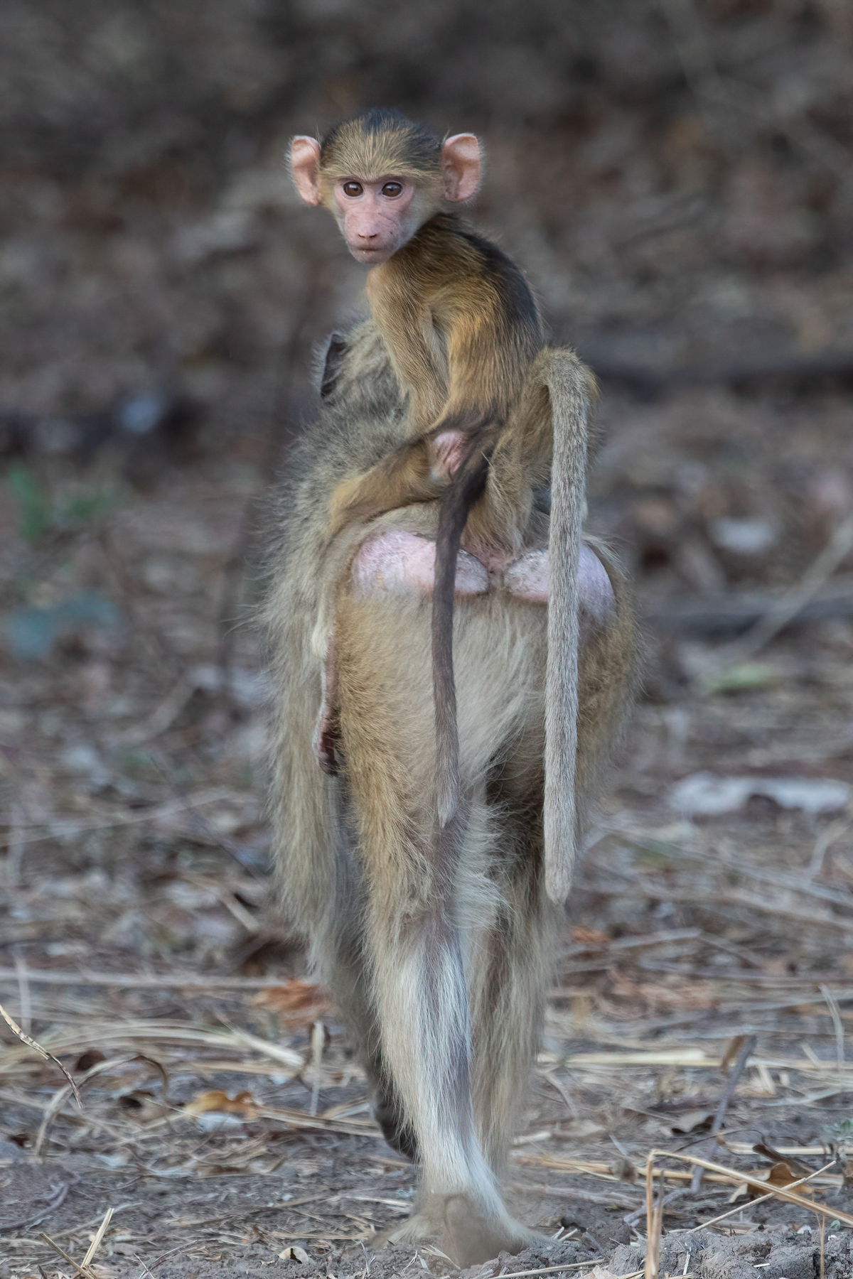 A baby Yellow Baboon keeps watch from its mothers back (image by Inger Vandyke)