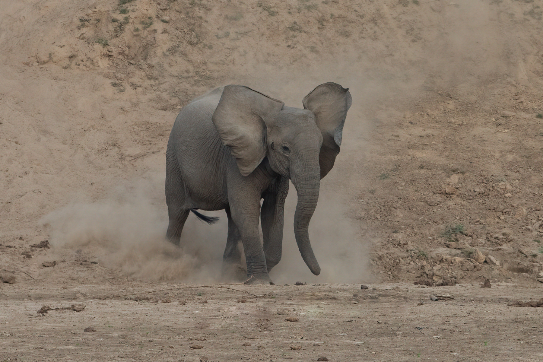 The steep slopes of the Luangwa Riverbanks are hard to navigate if you are a baby elephant. It's better to stumble down them in the dust (image by Inger Vandyke)