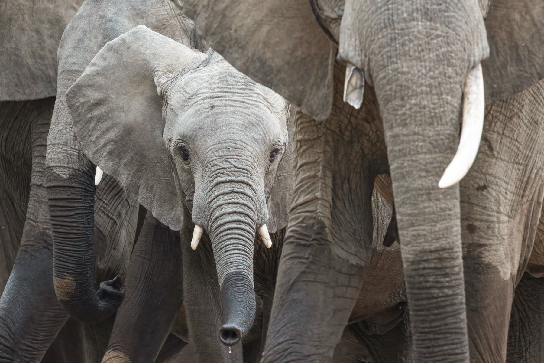 A baby elephant crosses the Luangwa River in the safety of its herd (image by Inger Vandyke)