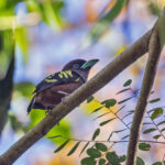 Banded Broadbill (image by Pete Morris)