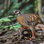 Bar-backed Partridge (image by Pete Morris)
