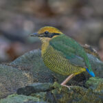 Bar-bellied Pitta (image by Pete Morris)