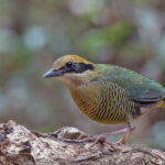 Bar-bellied Pitta (image by Pete Morris)
