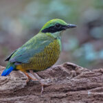 Bar-bellied Pitta (image by Pete Morris)