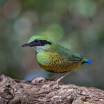 Getting good photographs of Bar-bellied Pitta is high on all of our guests' agendas (image by Pete Morris)