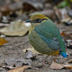 Bar-bellied Pitta (image by Pete Morris)