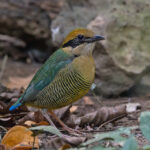 Bar-bellied Pitta (image by Pete Morris)