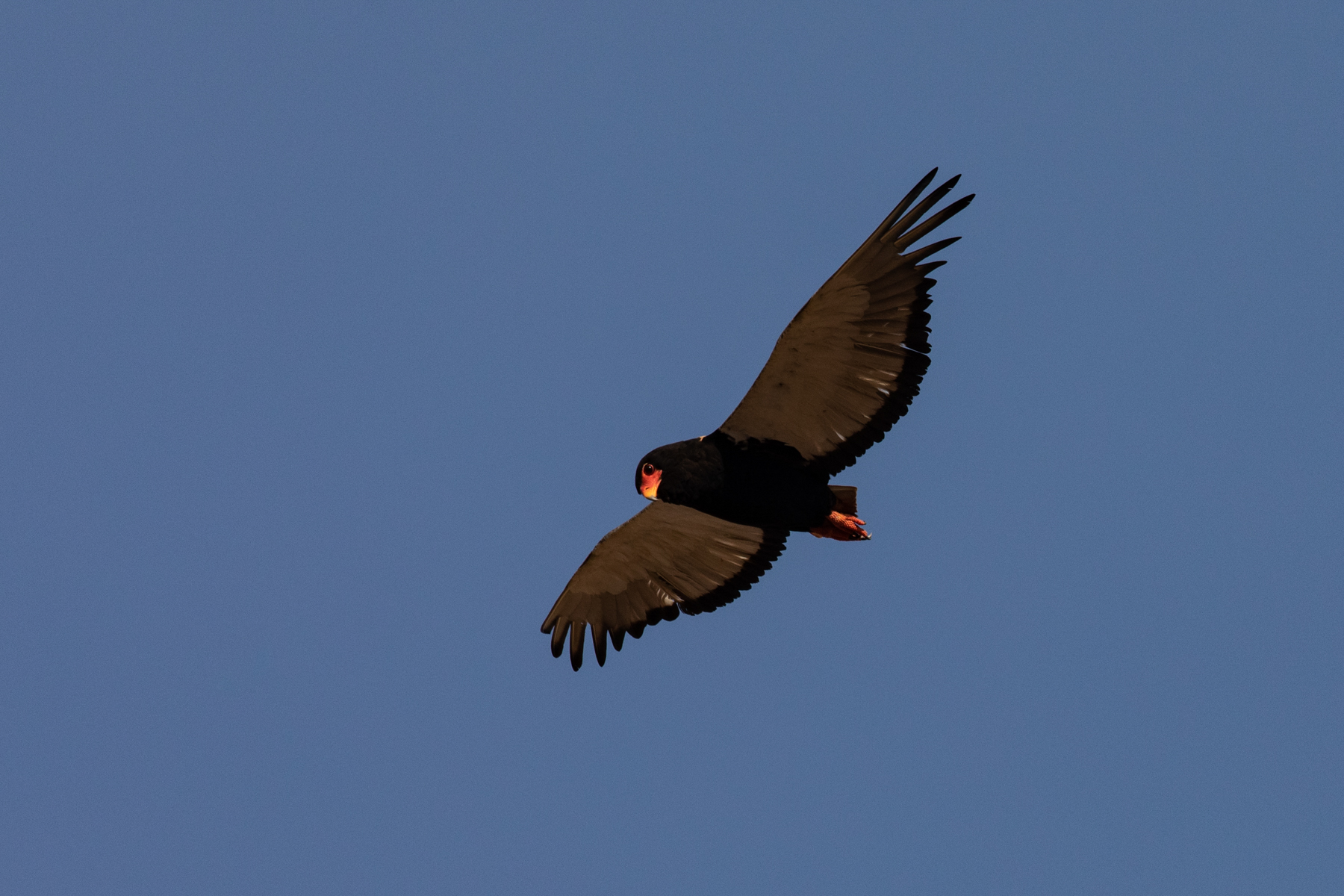A spectacular male Bateleur in flight (image by Inger Vandyke)