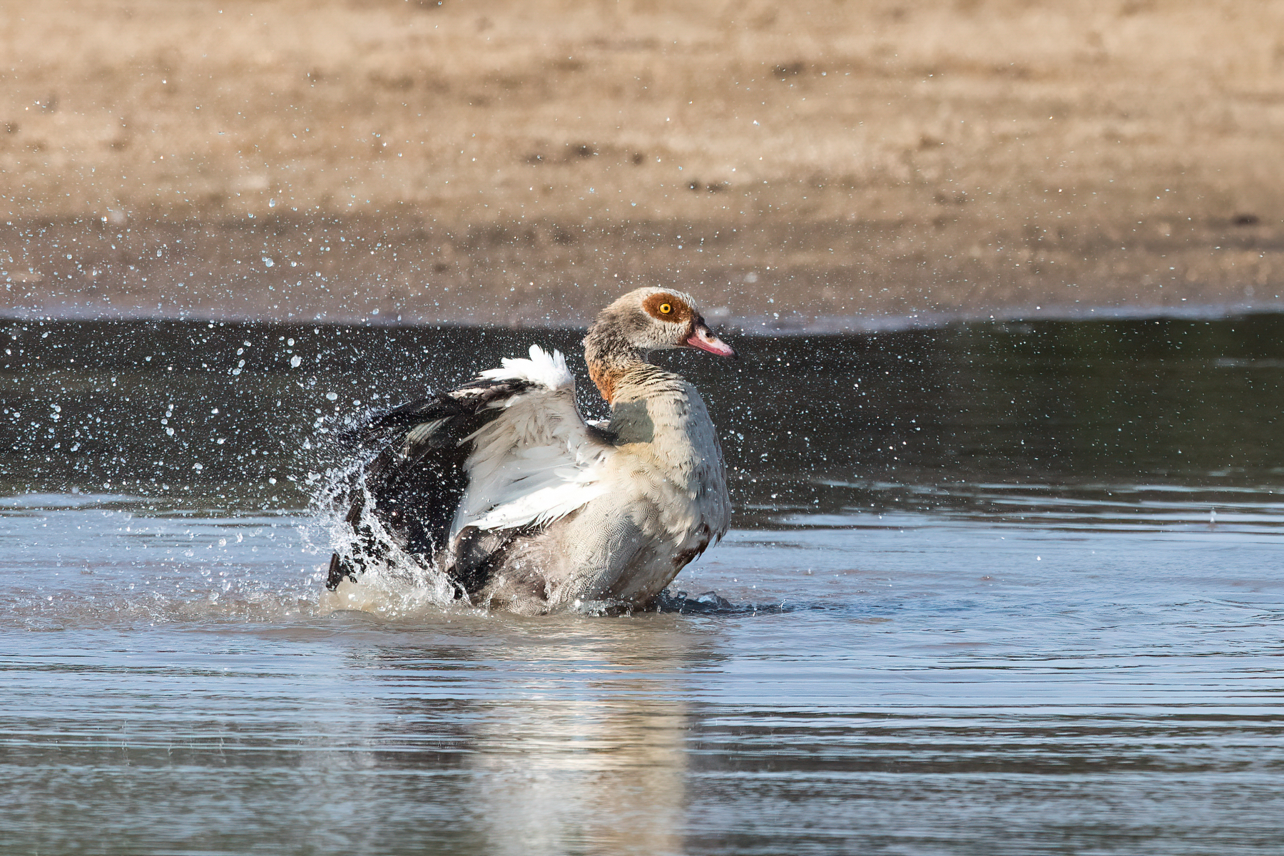 Egyptian Goose taking a bath in the shallows of the Luangwa River (image by Inger Vandyke)