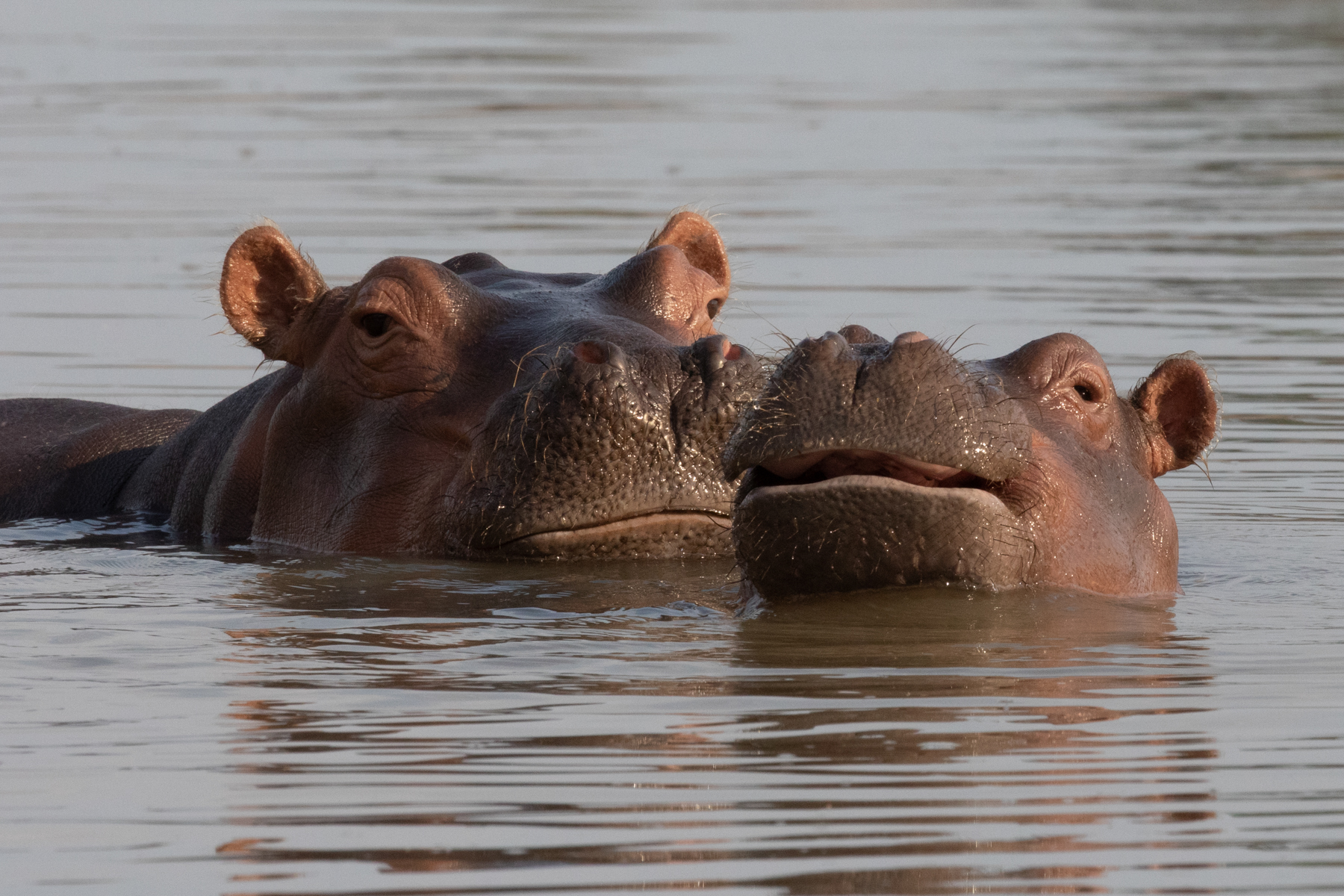 A hippo baby takes a swim with its mum (image by Inger Vandyke)
