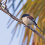 Bay-backed Shrike (image by Pete Morris)