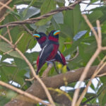 Stunning pair of Black and Red Broadbills (image by Pete Morris)