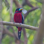 Black and Red Broadbills are always a favourite for photographers on our tour (image by Pete Morris)
