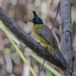 Black Crested Bulbul (image by Pete Morris)