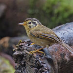 Black-crowned Fulvetta (image by Pete Morris)