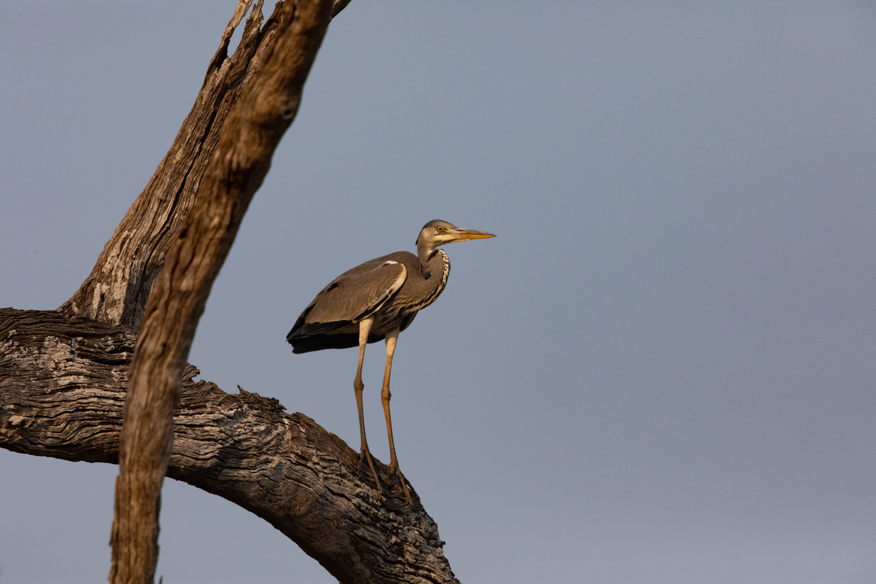 A young Black-headed Heron surveys its riverine world (image by Inger Vandyke)