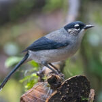 Black-headed Sibia (image by Pete Morris)