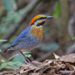 Blue Pitta (image by Pete Morris)
