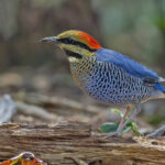 Another of Vietnam's forest jewels - Blue Pitta (image by Pete Morris)