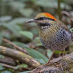 Blue Pitta (image by Pete Morris)